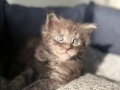 Karizmatik Bakışlı Safkan Maine Coon Yavrularımız