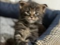 Karizmatik Bakışlı Safkan Maine Coon Yavrularımız
