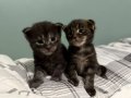 Karizmatik Bakışlı Safkan Maine Coon Yavrularımız