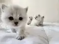 Tatlı mı tatlı yavrular!! 