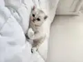 Tatlı mı tatlı yavrular!! 