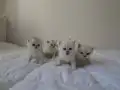 Tatlı mı tatlı yavrular!! 