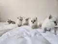 Tatlı mı tatlı yavrular!! 