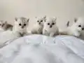 Tatlı mı tatlı yavrular!! 