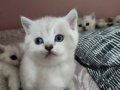 BRİTİSH SHORTHAİR YAVRULAR 