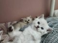 BRİTİSH SHORTHAİR YAVRULAR 