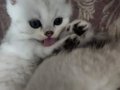 BRİTİSH SHORTHAİR YAVRULAR 