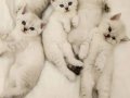 2 Aylık British Shorthair Yavrularımız