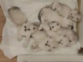 2 Aylık British Shorthair Yavrularımız