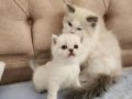 2 Aylık British Shorthair Yavrularımız