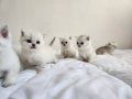 2 Aylık British Shorthair Yavrularımız