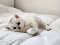 2 Aylık British Shorthair Yavrularımız