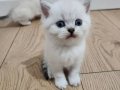2 Aylık British Shorthair Yavrularımız