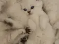 2 Aylık British Shorthair Yavrularımız
