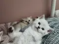 2 Aylık British Shorthair Yavrularımız