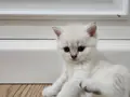 2 Aylık British Shorthair Yavrularımız