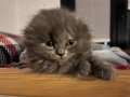 Harika görünümlü scottish fold longhair 