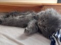 Harika görünümlü scottish fold longhair 