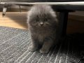 Harika görünümlü scottish fold longhair 