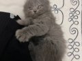 Harika görünümlü scottish fold longhair 