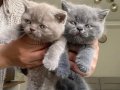 A kalite British Shorthair Yavrular