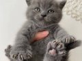 A kalite British Shorthair Yavrular