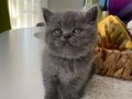 A kalite British Shorthair Yavrular