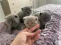 A kalite British Shorthair Yavrular