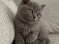 2 Aylık Erkek British Shorthair LİLAC Yavru