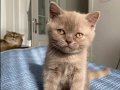 2 Aylık Erkek British Shorthair LİLAC Yavru