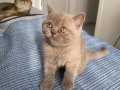 2 Aylık Erkek British Shorthair LİLAC Yavru