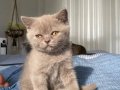 2 Aylık Erkek British Shorthair LİLAC Yavru