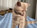 2 Aylık Erkek British Shorthair LİLAC Yavru