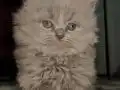 50 Günlük Dişi British Longhair
