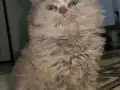50 Günlük Dişi British Longhair