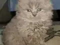 50 Günlük Dişi British Longhair