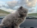 Safkan 2 Aylık Dişi Kedi