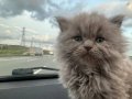 Safkan 2 Aylık Dişi Kedi