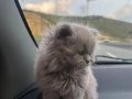 Safkan 2 Aylık Dişi Kedi