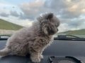 Safkan 2 Aylık Dişi Kedi