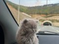 Safkan 2 Aylık Dişi Kedi
