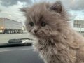 Safkan 2 Aylık Dişi Kedi