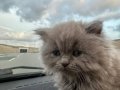 Safkan 2 Aylık Dişi Kedi