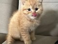 Safkan 2 Aylık Erkek Yavru Kedi