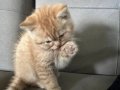 Safkan 2 Aylık Erkek Yavru Kedi