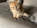 Safkan 2 Aylık Erkek Yavru Kedi