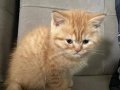 Safkan 2 Aylık Erkek Yavru Kedi