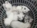 BEMBEYAZ VE GRİ SAFKAN yavrular