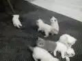 BEMBEYAZ VE GRİ SAFKAN yavrular