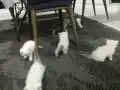 BEMBEYAZ VE GRİ SAFKAN yavrular